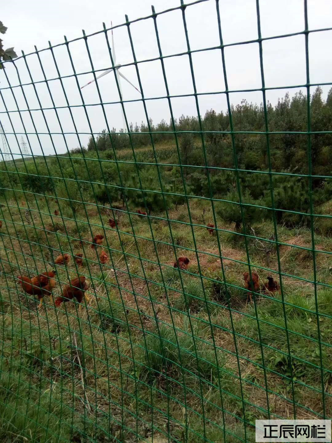 溜達(dá)雞圍欄網(wǎng) 溜達(dá)雞圍欄網(wǎng)