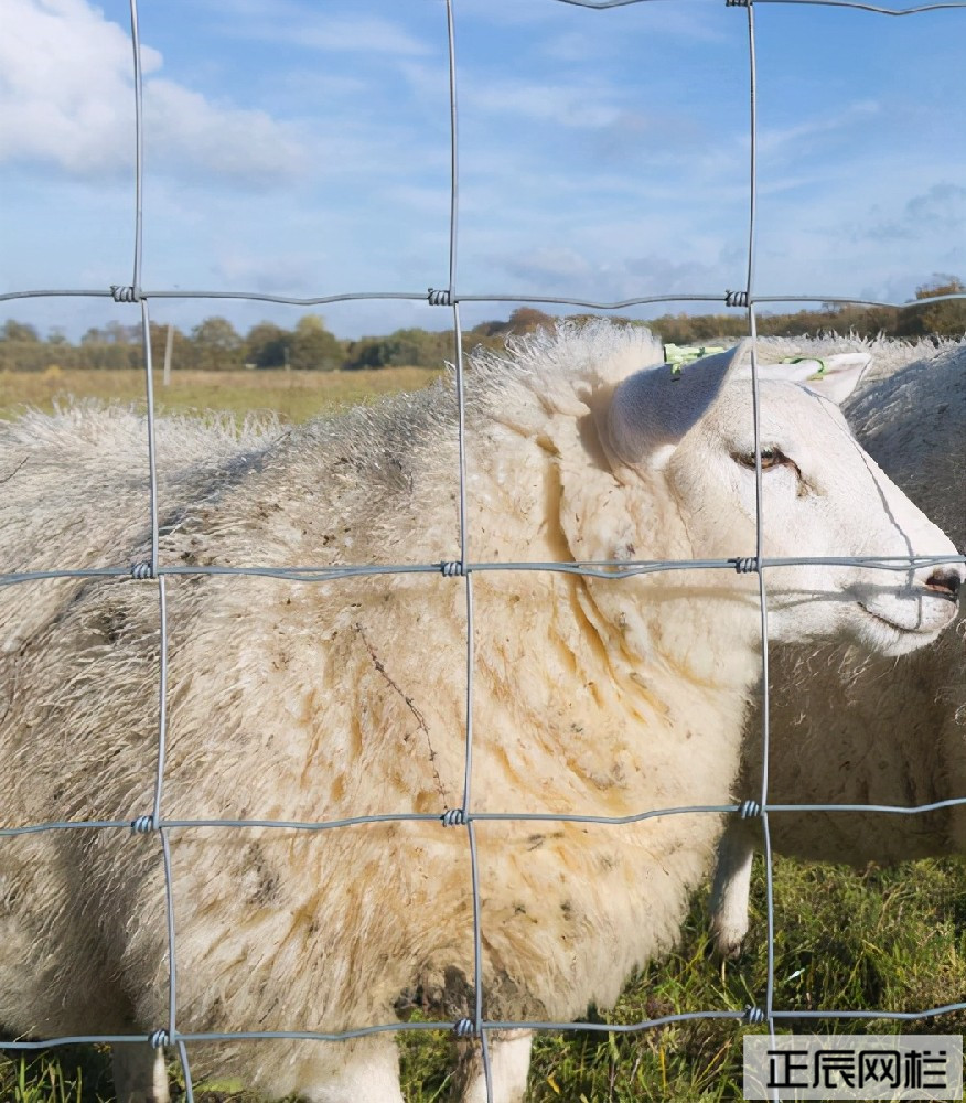 養(yǎng)羊圍欄網(wǎng) 養(yǎng)羊圍欄網(wǎng)