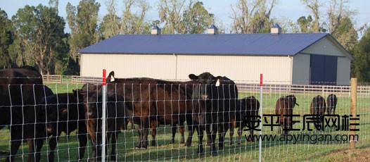 養(yǎng)羊圍欄網(wǎng)孔多大