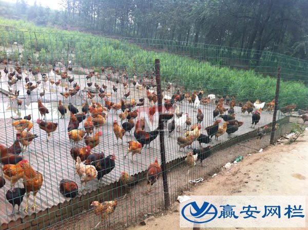 養(yǎng)雞鐵絲網(wǎng)