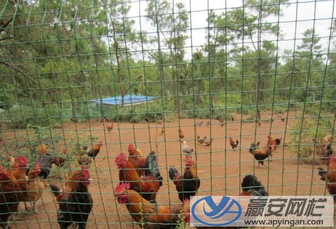 養(yǎng)雞圍欄網(wǎng) 養(yǎng)殖圍欄網(wǎng)