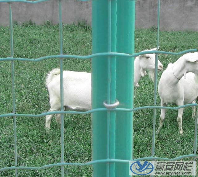 養(yǎng)殖圍欄網(wǎng)1
