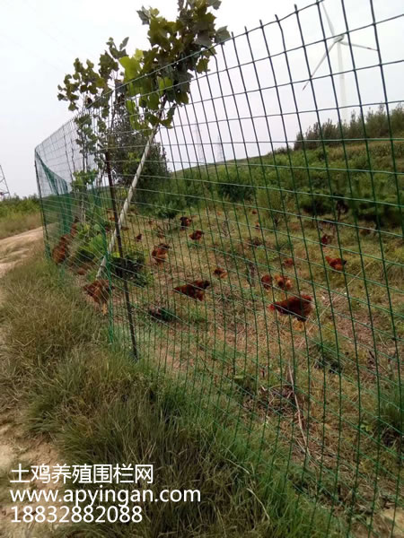 土雞養(yǎng)殖圍欄網(wǎng) 土雞養(yǎng)殖圍欄網(wǎng)
