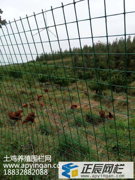 養(yǎng)雞鐵絲網(wǎng)