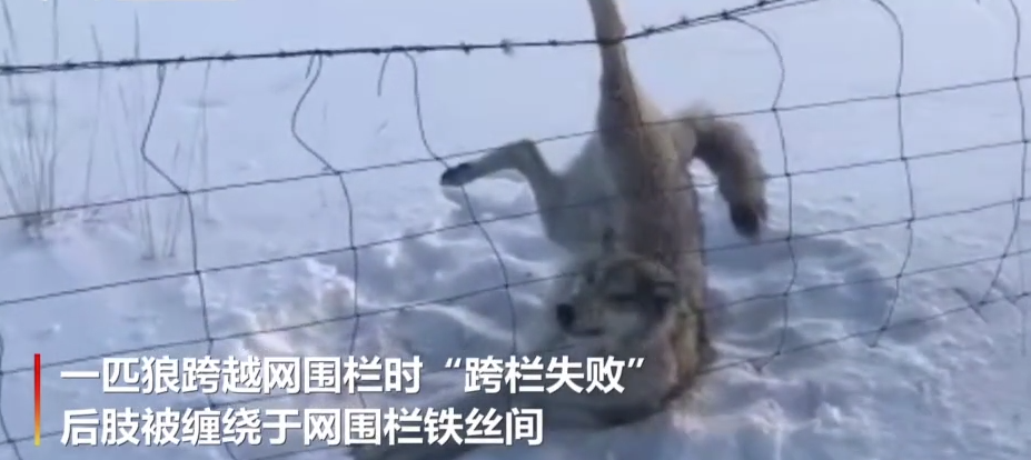 被網(wǎng)圍欄纏繞