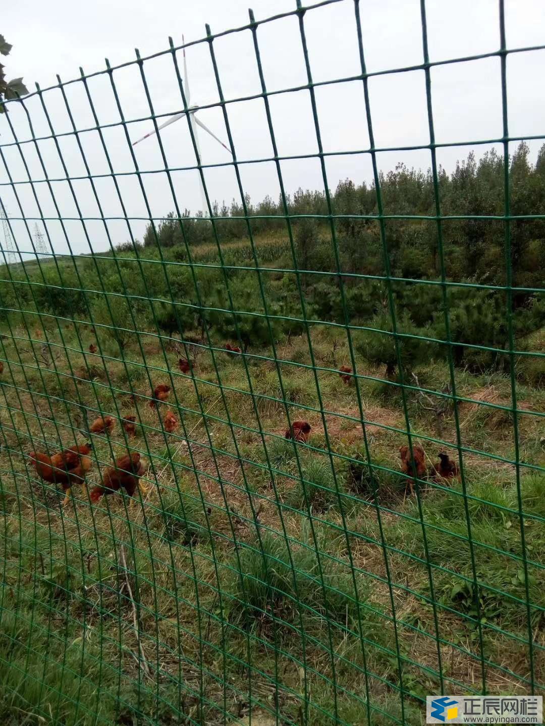 養(yǎng)雞圍欄鐵絲網(wǎng)