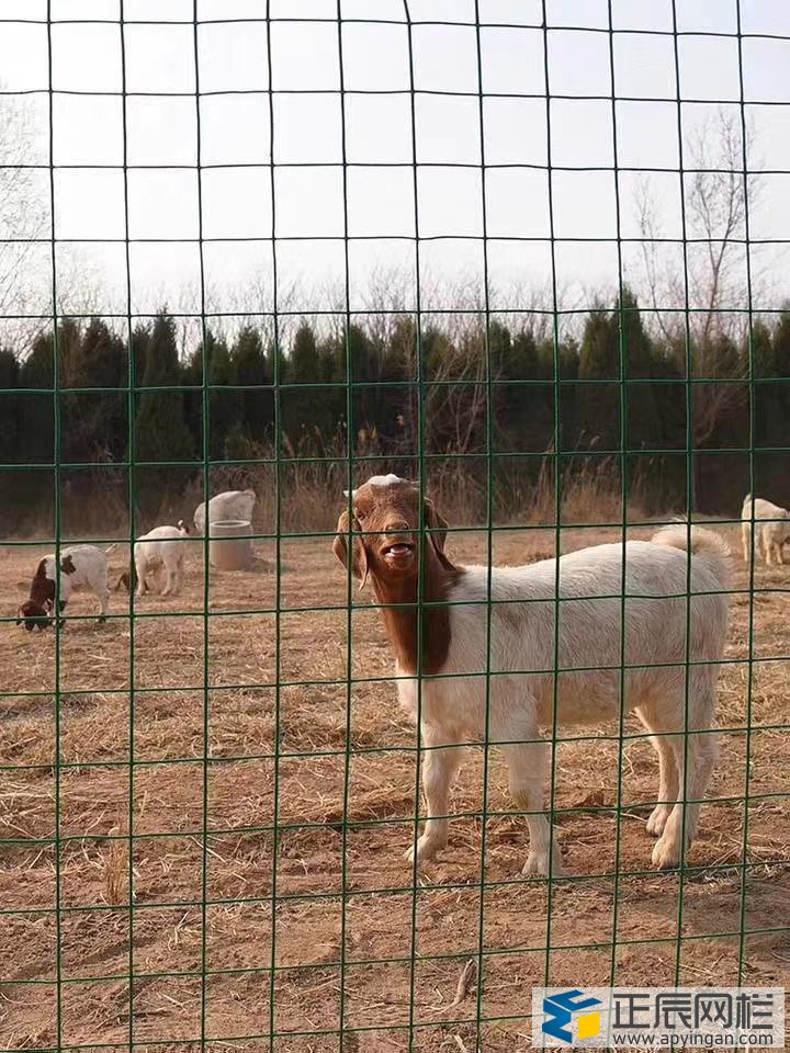 圈地護(hù)欄網(wǎng)