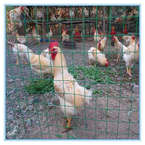養(yǎng)雞圍欄網(wǎng)