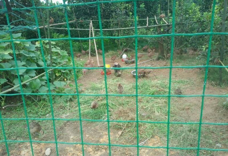 養(yǎng)雞網(wǎng)圍欄圖片