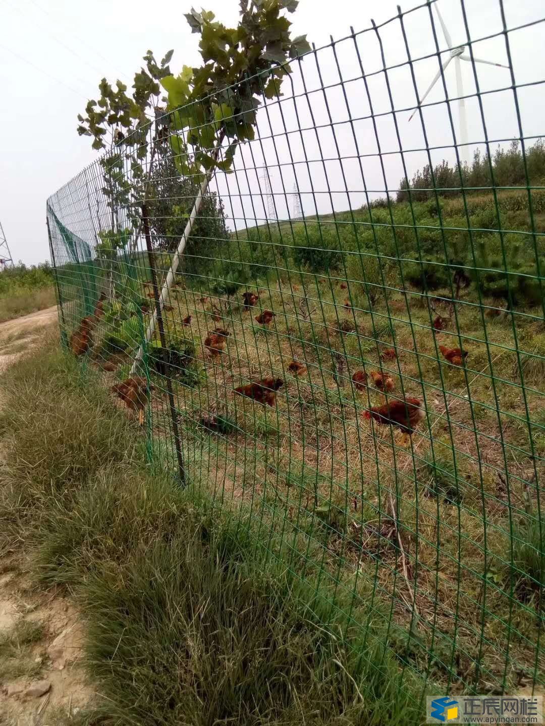 養(yǎng)雞網(wǎng)圍欄