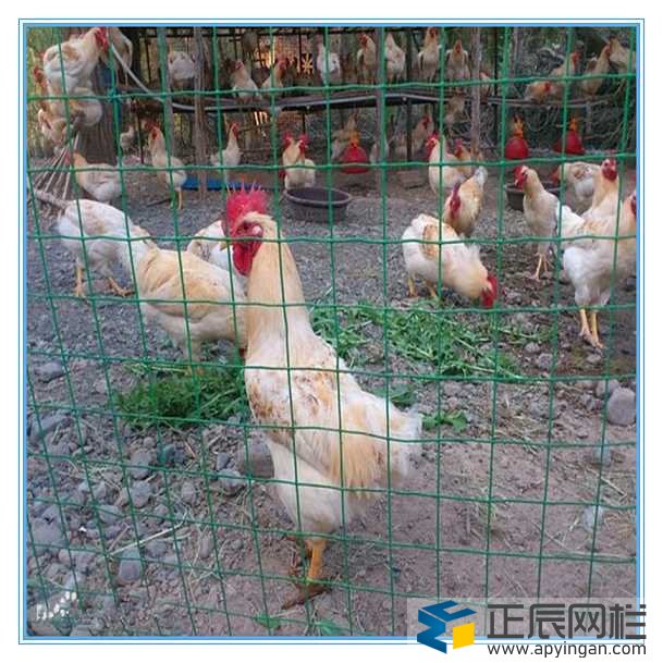 養(yǎng)雞圍網(wǎng)
